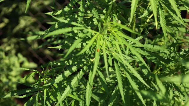 Green branch cannabis with five fingers leaves on natural background. Marijuana for legalization medical hemp. Natural organic product, selective focus. High quality 4k footage