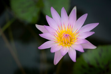 A single soft pink lotus flower with yellow pollen and green lotus leaves backgrounds is blooming in the pool. Water lily.