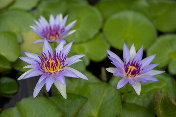 The selective focus of three purple lotus flowers with green lotus leaves backgrounds is blooming in the pool. Water lily. - Powered by Adobe