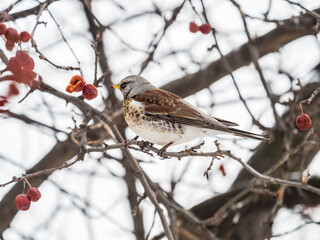 Fieldfare sitting on the bush and feeding on wild red apples in winter or early spring time.
