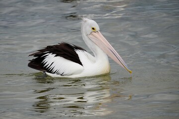 Pelican bird swimming in lake