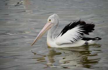 Fototapeta na wymiar Pelican bird swimming in lake
