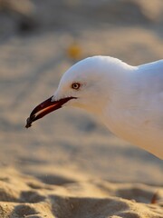 Seagull sea bird picking food with its mouth