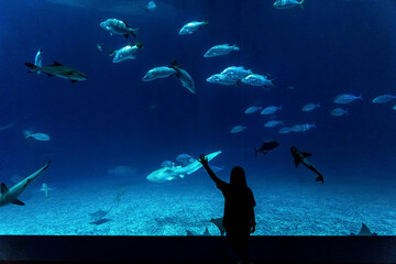 Fototapeta premium Girl watching a school of fish swimming in the aquarium