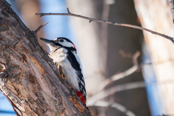 Little woodpecker sits on a tree trunk. The great spotted woodpecker, Dendrocopos major