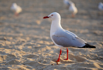 Seagull bird standing on beach sand