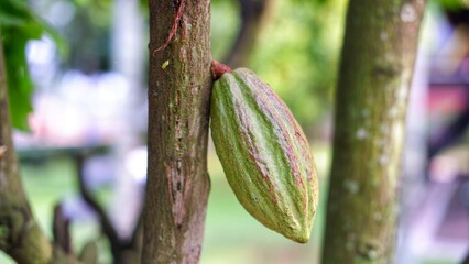 Green unripe fruit of Theobroma cacao, also called the cacao tree and the cocoa tree