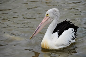 Pelican bird swimming in lake