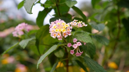 Lantana camara known as Spanish flag, big-sage, Putush, wild-sage, red-sage, white-sage, korsu wiri, korsoe wiwiri, tickberry, Kashi Kothan, West Indian lantana, umbelanterna, Gu Phool and Thirei