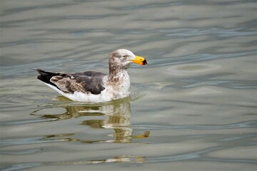 Western gull swimming in lake