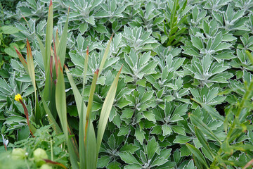 Obraz premium 植物