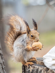 Naklejka na ściany i meble A squirrel with a nut sits on a stump in spring or summer.