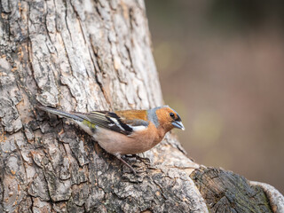 Common chaffinch, Fringilla coelebs, sits on a tree. Common chaffinch in wildlife.