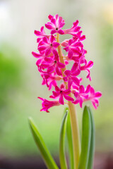 Pretty yellow hyacinth flowers in bloom