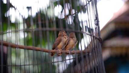 Lonchura striata domestica known as Society finch and Bengalese finch in iron cage, concept for animal protection and animal abuse 