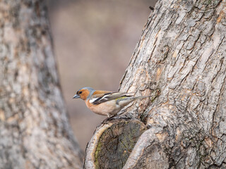 Common chaffinch, Fringilla coelebs, sits on a tree. Common chaffinch in wildlife.