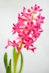 Pretty pink hyacinth flowers in bloom