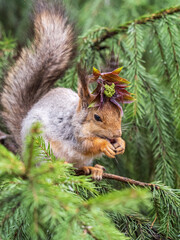 Naklejka na ściany i meble Squirrel with decoration on the head and with nut sits on a fir branches in the spring or summer.
