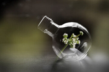 flower in glass