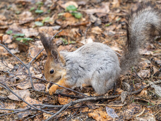 Squirrel in autumn or spring with nut on the green grass with fallen yellow leaves