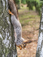 Squirrel eats a nut while sitting upside down on a tree trunk. The squirrel hangs upside down on a tree against colorful blurred background. Close-up.