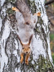 Squirre sitting upside down on a tree trunk. The squirrel hangs upside down on a tree against colorful blurred background. Close-up.