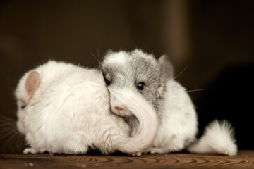 Two chinchillas, gray and white, look in different directions
