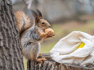 A squirrel with a nut sits on a stump in spring or summer.