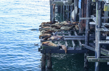 sea lion on the beach