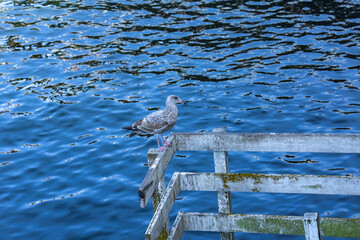 seagull on the water