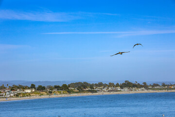 seagulls on the beach