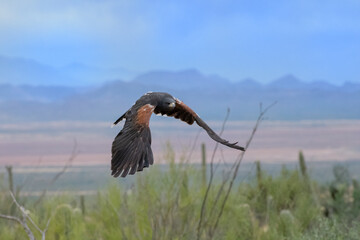 Harris's Hawks in Flight over the Arizona Sonoran Desert