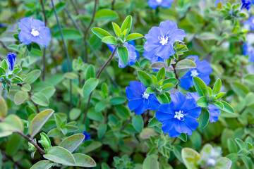 Closeup Ground Morning Glory flowers in the garden. Convolvulus sabatius Viv. flower. (...