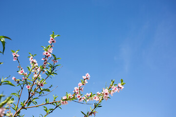 A view of peach flower blossoms against a blue sky, during the spring season, as a background.