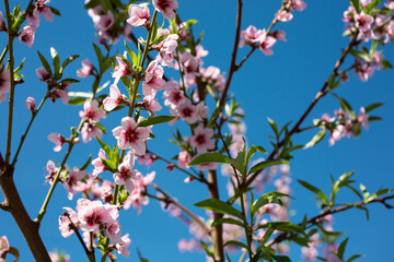 A view of peach flower blossoms against a blue sky, during the spring season, as a background.