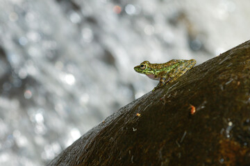 Image of paddy field green frog or Green Paddy Frog (Rana erythraea) on the rock near waterfall