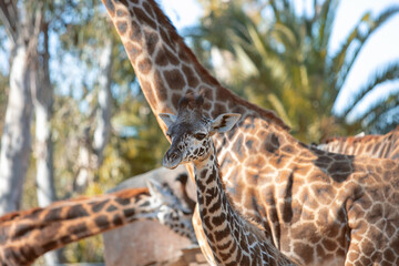 A view of a baby giraffe, seen at a local zoo.