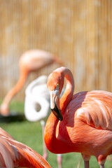A view of a flamingo relaxing in the sunshine, seen at a local zoo.