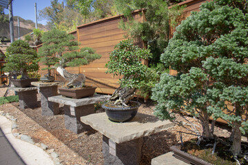 A view of several bonsai trees in a garden.