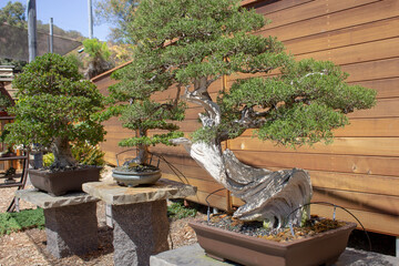 A view of several bonsai trees in a garden.