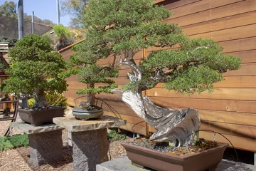 Foto auf Alu-Dibond A view of several bonsai trees in a garden. © DAVID