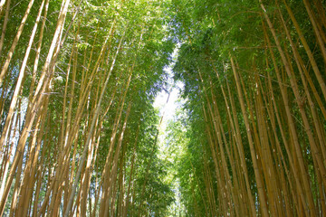 A view looking at the stalks of a bamboo forest.