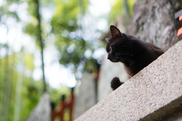 京都 夏の伏見稲荷大社に暮らす可愛らしい野生の黒猫