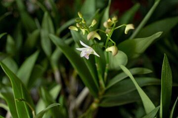 A closeup view of a small white orchid.
