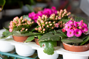 A view of several potted kalanchoe flowers, on display at a local retail store.
