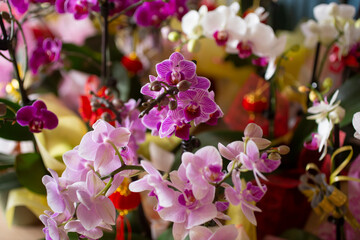 Fototapeta na wymiar A view of several white and magenta Phalaenopsis orchids plants as room decorations.