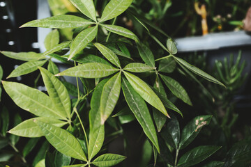 A view of several money tree leaves, as a background.