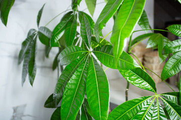 Obraz premium A view of several money trees on display inside a local restaurant.