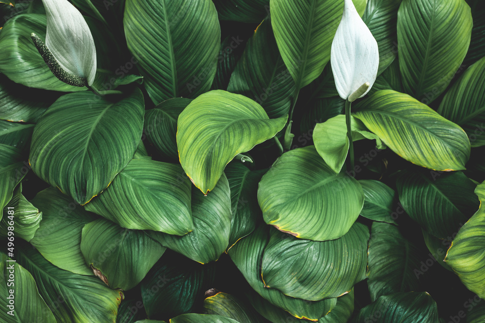 Wall mural Full Frame of Green Leaves Pattern Background, Nature Lush Foliage Leaf  Texture , tropical leaf