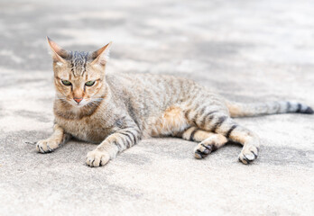 A brown cat lies on the cement floor in front of the house.